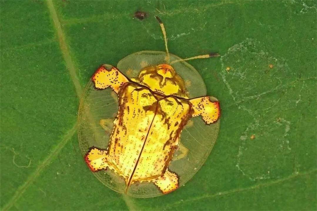 黄金龟甲虫提炼黄金_黄金龟甲虫一只能卖到多少钱_黄金龟甲虫有毒吗