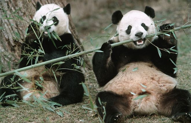 手游策略网游_ooxx手游_ooxx手游