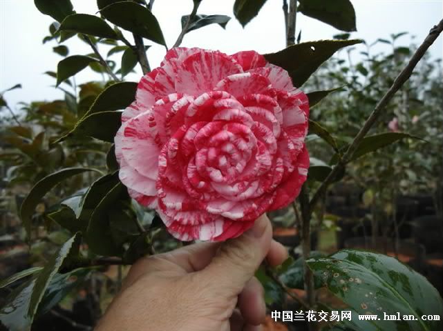 出售游戏币平台_出售北京大玩家游戏币_出售游戏币犯法吗