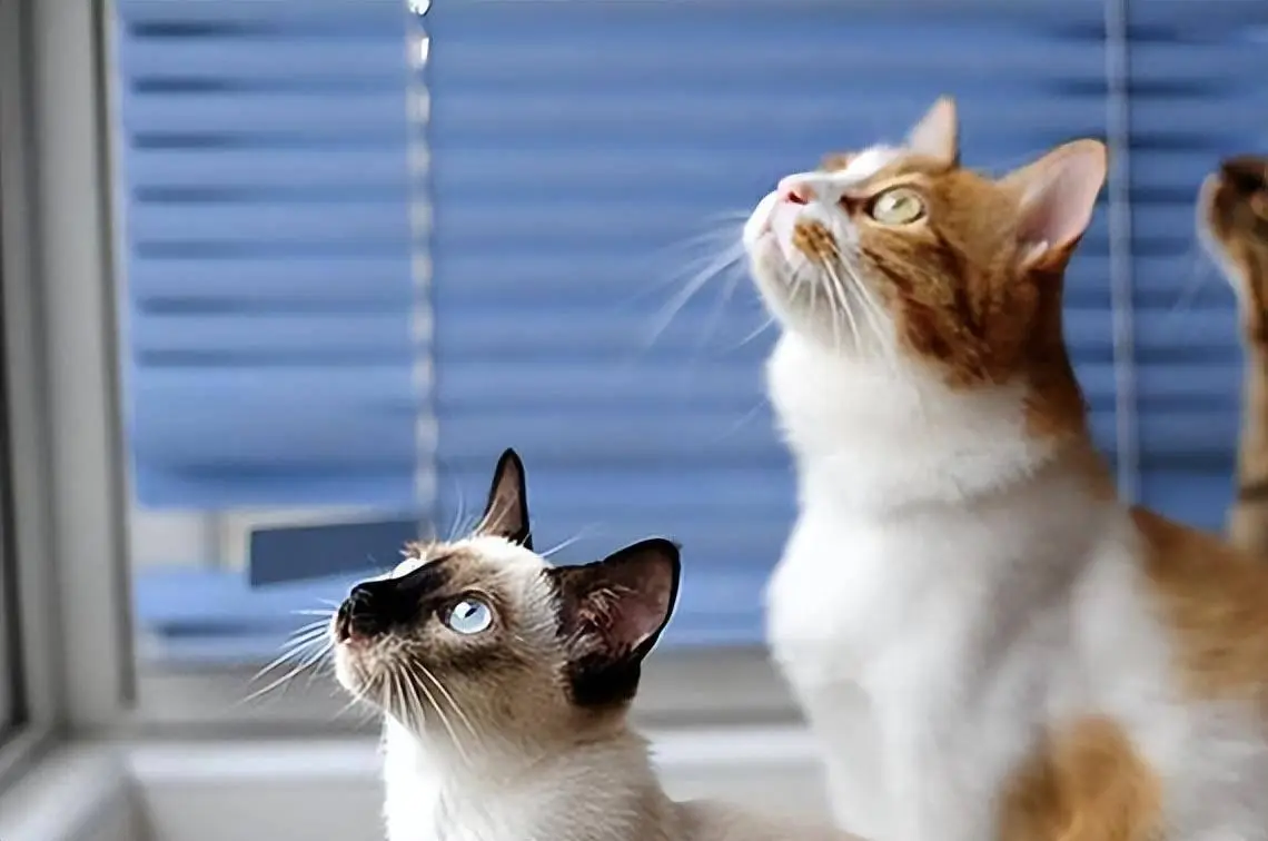 快乐的新猫第四季_四季快安_快乐四季歌