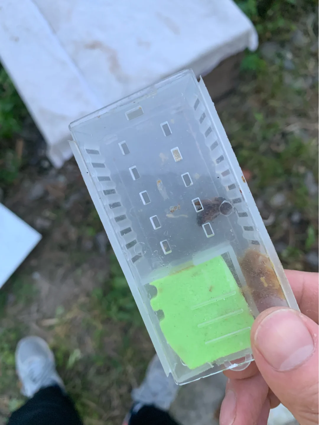 中蜂养殖技术视频换王_蜂王陪养殖技术视频_养蜂育王视频
