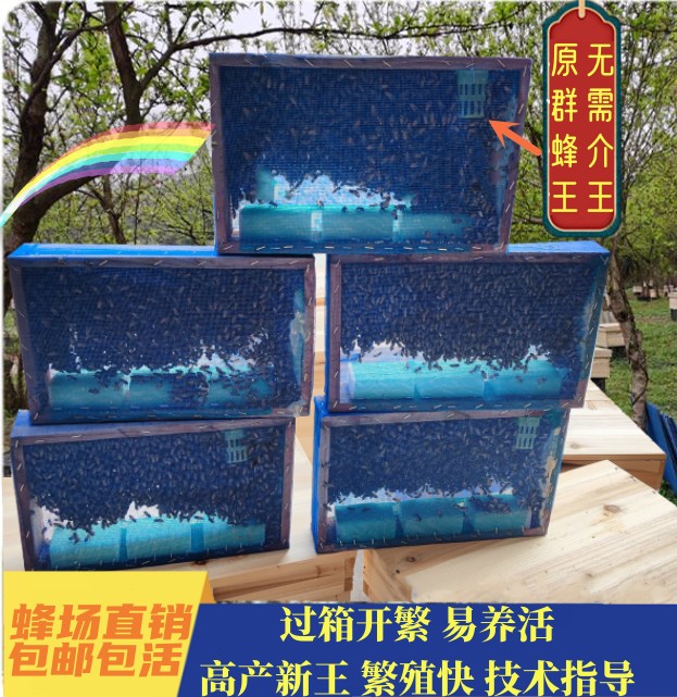 蜂王陪养殖技术视频_养蜂育王视频_中蜂养殖技术视频换王