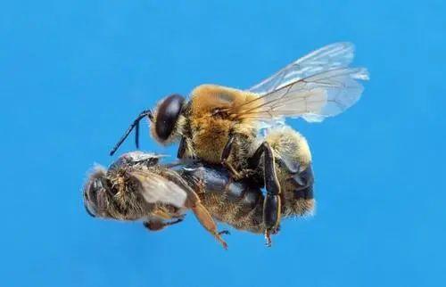 养蜂育王视频_中蜂养殖技术视频换王_蜂王陪养殖技术视频